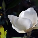 태산목(泰山木, Southern magnolia, 양옥란洋玉蘭) 이미지