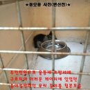 꽁이의 마켓