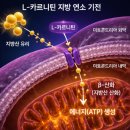 하이닥 - 동구 흥룡로 4 | L카르니틴 효능 후기 부작용 복용시간 효과까지