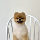 단풍이네 그루밍샵 이미지