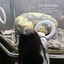 함평귀뚜라미 | 함평 나비대축제 솔직 후기｜입장료·퍼레이드·체험까지 총정리 (가족 나들이 추천)