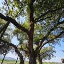 성밖숲정보센터 | 산책과 힐링의 시간 성주 "성밖숲" 다녀왔어요