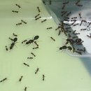 서울직 개미분양합니다 이미지