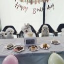 카페 루이 이미지