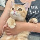 원병원 | 수컷 고양이 중성화 후기 :: 주의사항 | 수술 비용 | 수술경과 | 사당 원동물병원 후기