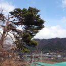 김해 주동리 노거수 소나무(대동면 11번) 이미지