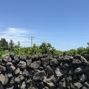 [Jeju. 06] 제주도 여행 빈티지샵 구경 &amp; 쇼핑 후기 “남쪽제비”