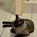 치앙마이 샹그릴라호텔 근처 마사지샵 추천 2곳