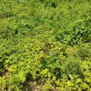 임가농장 이미지