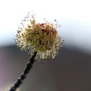 Dream tree 이미지