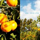 제주 조아통나무펜션 이미지