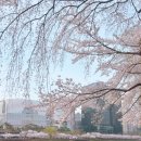 해뜨는호수 | 2026 석촌호수 벚꽃축제 실시간 후기 | 사진 포인트 총정리