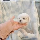 도그마루 강아지고양이 청주점 이미지