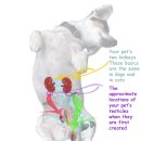 린동물병원 이미지