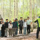 자작나무숲정상 이미지