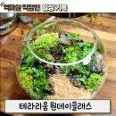 별내 마이온네이처 테라리움 원데이클래스 힐링 후기