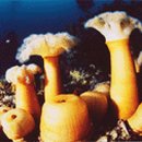 인구 리조트 이미지