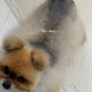 견생폼나개 이미지