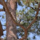 카페유나 | 충주신상카페 유나의정원, 역대급 홍시라떼 맛집