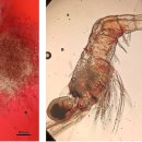 민물징거미새우 치하 대량폐사 원인 Macrobrachium rosenbergii Golda Virus (MrGV). 이미지