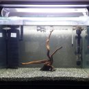 이준열대어 이미지