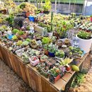 청정농장 | 밀양 여행 체험 농장 액션그룹 청정표고마실 고구마, 감자빵 만들기 농장체험