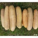 씨오이 이미지