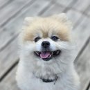 행복 애견방 이미지