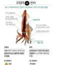 드디어 한치 시즌 오픈~~~ 이미지