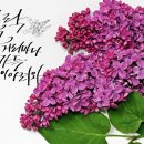 선지그리다 이미지