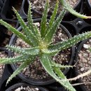 알로하이 이미지