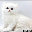 형제동물병원(출장진료전문) | 마음을 사로잡는 고양이 친구, 광안리에서 우리 집으로 올 준비가 되어있어요!