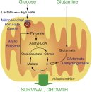 뇌 글루탐산 흥분독성(Glutamate Excitotoxicity--＞ chronic neuro-inflammation)의 이해 이미지