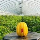 보화농장 이미지