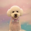 화사하개 이미지