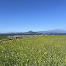 김진현 | 제주 가파도 맛집 김진현핫도그 먹으러 갔다가 힐링하고 온 후기