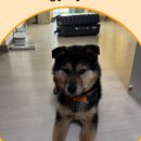 위드덴탈 | 강아지용품 추천 TOP10 | 반려견 키우면 꼭 필요한 필수템