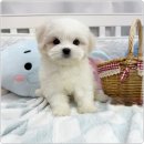 강아지와고양이 | 오독안심분양센터 인천점에서 만난 귀여운 강아지와 고양이 모습 솔직 후기