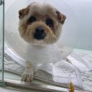 신내동물병원 이미지