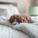 송도해수욕장-B구역 | 반려동물과 함께 갈 수 있는 인천 바다풍경 명소 추천