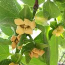 반시홍시 이미지