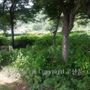 느티나무농원 Daum카페