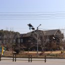 하모니통나무집 이미지