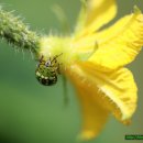 삼겹파티 이미지