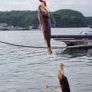 바다친구들 이미지