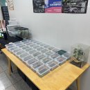 수원 도마뱀 파충류샵“곤조게코”에서 크레스티드게코 분양후기 내돈내산