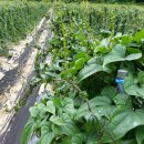 와룡농장 이미지