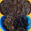 울릉도 긴잎돌김 이미지