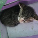 마산가축병원 이미지