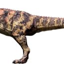 케라토사우루스 이미지